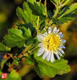 神農香菊 神農香菊