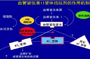 血管緊張素Ⅱ[血管緊張素Ⅱ]