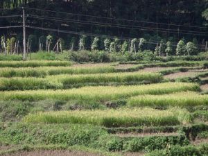 雲南省耿馬縣孟定鎮下城村弄門自然村