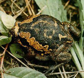 花狹口蛙海南亞種 花狹口蛙海南亞種