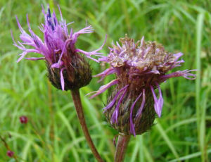 滇麻花頭 滇麻花頭