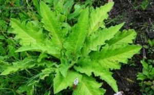 膜緣川木香 膜緣川木香