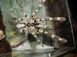 斯里蘭卡花邊華麗雨林蜘蛛 斯里蘭卡花邊華麗雨林蜘蛛