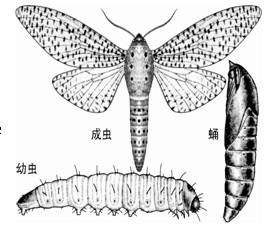 咖啡木蠹蛾 咖啡木蠹蛾