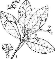 白樹溝瓣(原變種) 白樹溝瓣(原變種)