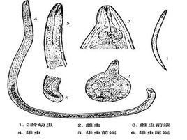 根結線蟲 根結線蟲