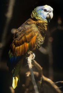 聖文森亞馬孫鸚哥