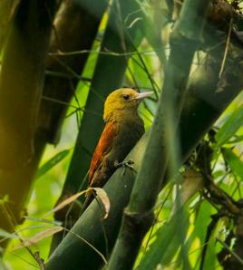竹啄木鳥 竹啄木鳥