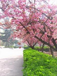 觀花樹木 觀花樹木