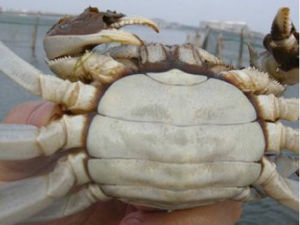 中國名蟹 中國名蟹