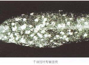 香石竹環斑病毒 香石竹環斑病毒