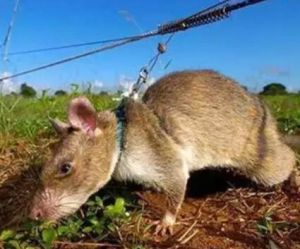 偵察鼠 偵察鼠