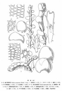 扁葉被蒴苔 扁葉被蒴苔