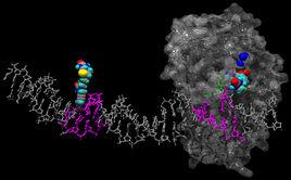 酶分子修飾 酶分子修飾