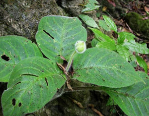 單座苣苔屬 單座苣苔屬