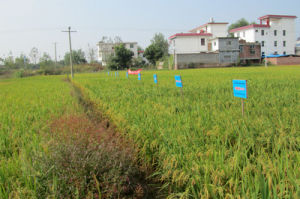 小美農業 小美農業