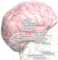 人體解剖教科書