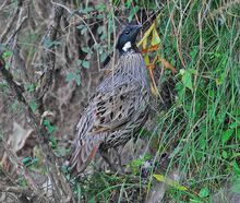 勺雞尼泊爾亞種