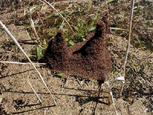 （圖）火蟻巢