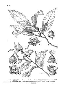 假肥牛樹 假肥牛樹