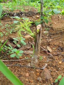 嫁接親和力 嫁接親和力