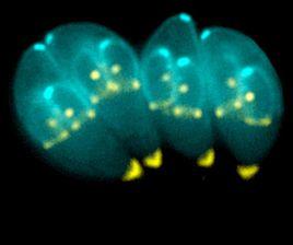 泰國肝吸蟲 泰國肝吸蟲