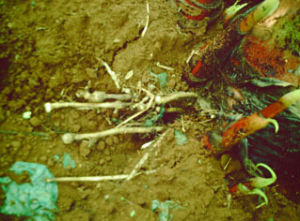 香蕉穿孔線蟲 香蕉穿孔線蟲