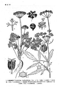 瀾滄羌活 瀾滄羌活