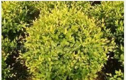 金葉荷蘭榆 金葉荷蘭榆