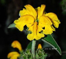 薄萼假糙蘇 薄萼假糙蘇