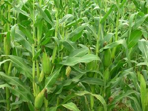 五合鄉[靖遠縣]