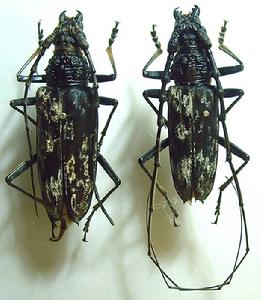 楓香刺角天牛 楓香刺角天牛