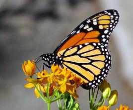 黑脈金斑蝶[鱗翅目蛺蝶科動物]