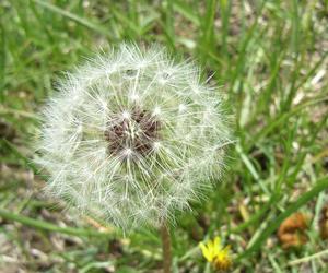 光果蒲公英 光果蒲公英