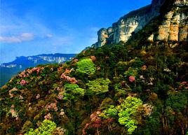 重慶金佛山國家森林公園 重慶金佛山國家森林公園