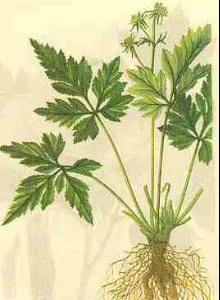 峨眉黃連 峨眉黃連