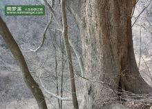 南夢溪 榔榆 千年 古樹