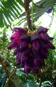 蘭嶼血藤 蘭嶼血藤