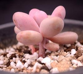 桃蛋桃之卵 桃蛋桃之卵