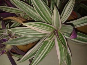 擬柔葉竹蘚 擬柔葉竹蘚