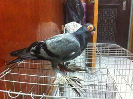 藍毛腳鴿 藍毛腳鴿