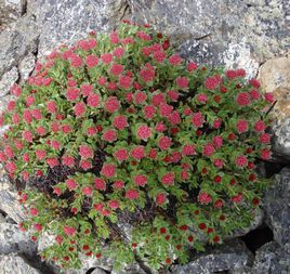 西川紅景天 西川紅景天
