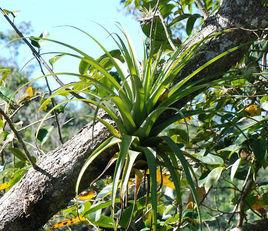 亞歷克斯鐵蘭 亞歷克斯鐵蘭