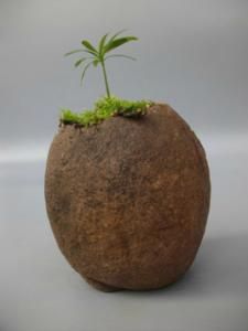 石頭花盆 石頭花盆