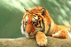 老虎[食肉動物]