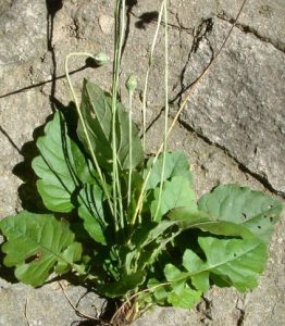 多裂大丁草 多裂大丁草