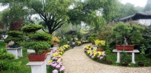 金城盆景園 金城盆景園