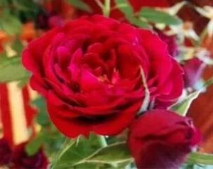 翁山蘇姬玫瑰 翁山蘇姬玫瑰