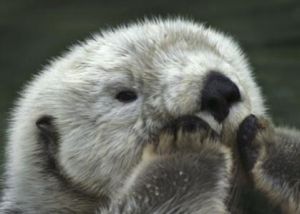 水獺中華亞種 水獺中華亞種