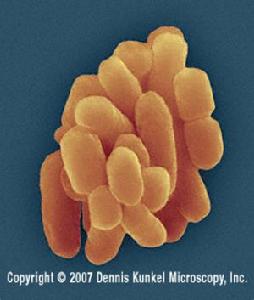 粘質沙雷菌 粘質沙雷菌